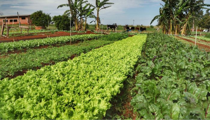Paraná inicia censo inédito para mapear perfil da agricultura orgânica no Estado